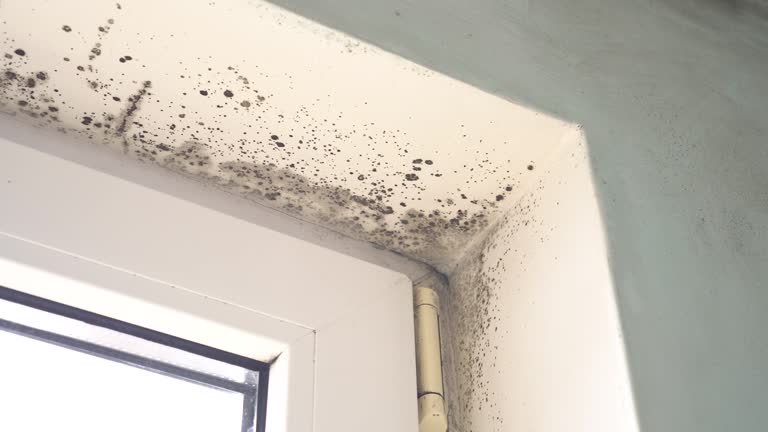 Best Mold Removal for HVAC Installations  in Monroe Manor, NJ